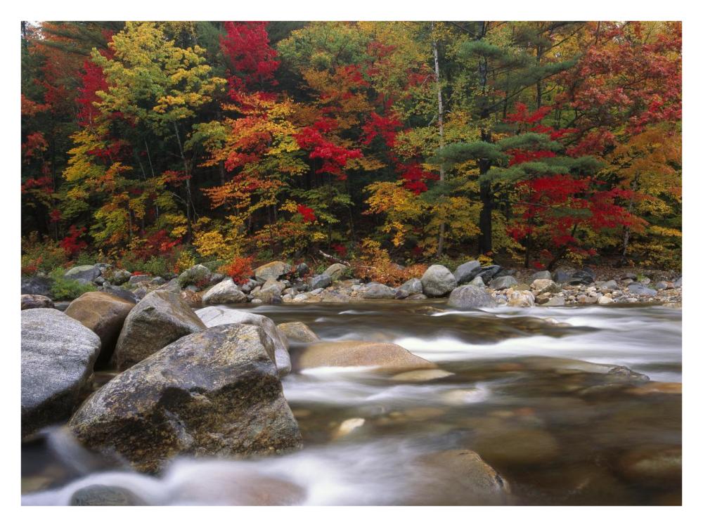 Wild River In Eastern Hardwood Forest, White Mountains National Forest, Maine-Paper Art-34X26