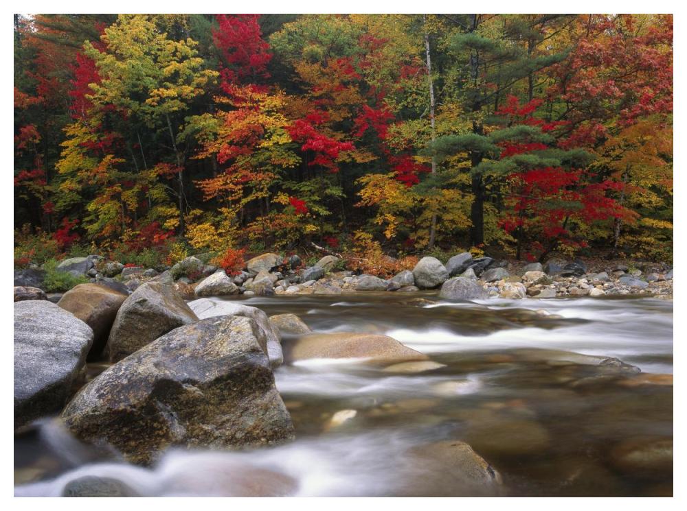 Wild River In Eastern Hardwood Forest, White Mountains National Forest, Maine-Paper Art-50X38