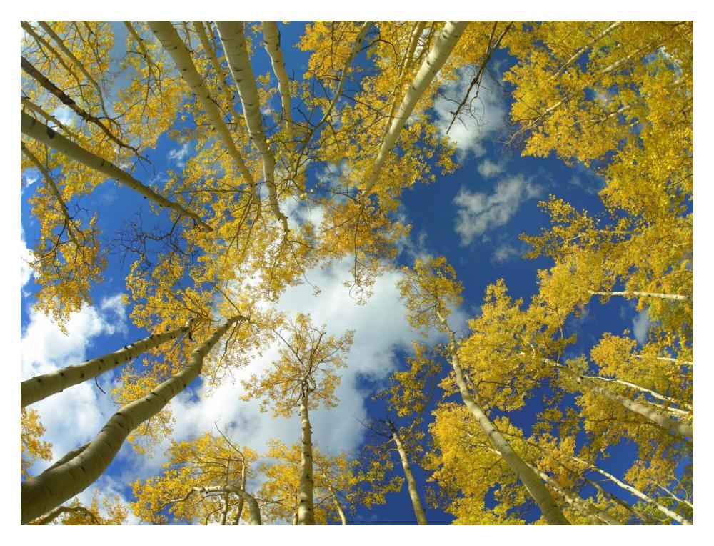 Looking Up At Blue Sky Through A Canopy Of Fall Colored Aspen Trees, Colorado-Paper Art-18X14