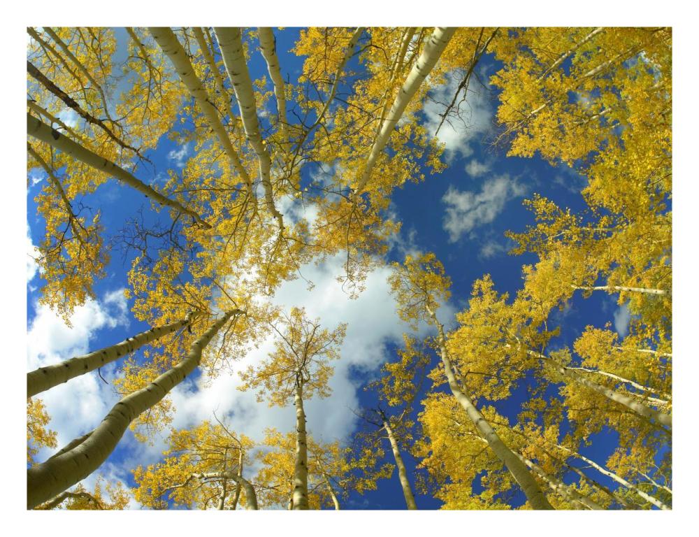 Looking Up At Blue Sky Through A Canopy Of Fall Colored Aspen Trees, Colorado-Paper Art-26X20