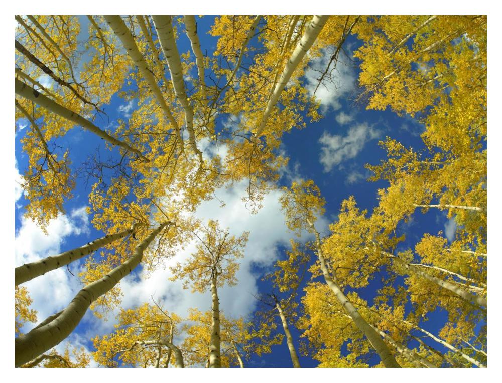 Looking Up At Blue Sky Through A Canopy Of Fall Colored Aspen Trees, Colorado-Paper Art-34X26