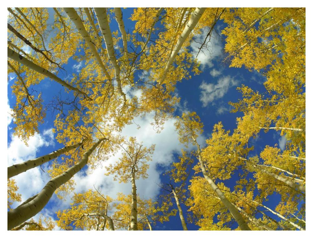 Looking Up At Blue Sky Through A Canopy Of Fall Colored Aspen Trees, Colorado-Paper Art-42X32