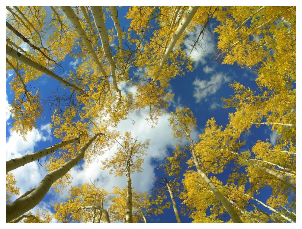 Looking Up At Blue Sky Through A Canopy Of Fall Colored Aspen Trees, Colorado-Paper Art-50X38