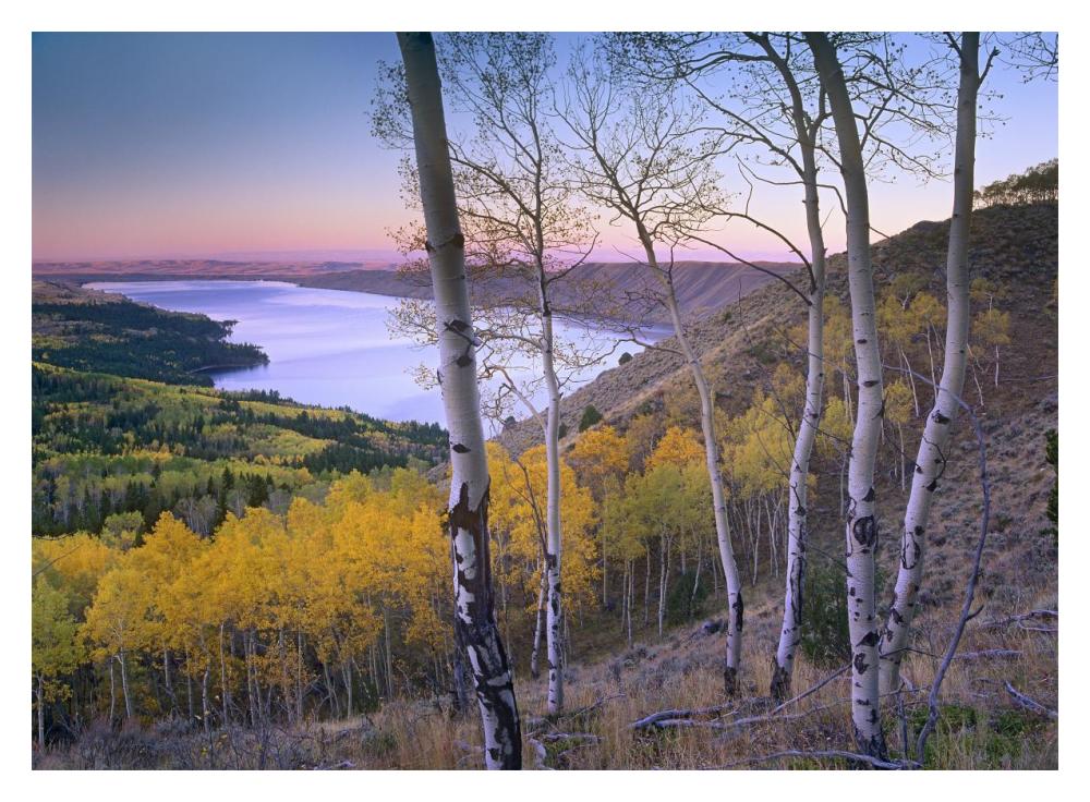Aspen Forest Overlooking Fremont Lake, Bridger-Teton National Forest, Wyoming-Paper Art-18X14