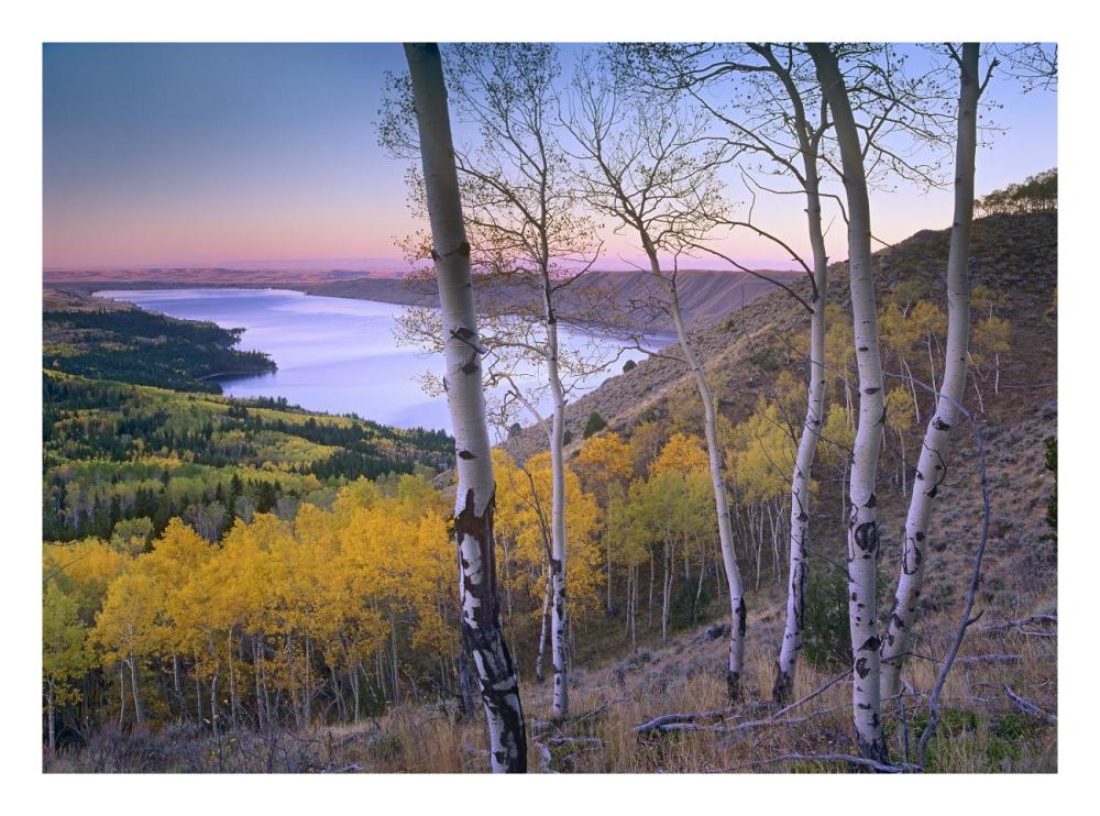 Aspen Forest Overlooking Fremont Lake, Bridger-Teton National Forest, Wyoming-Paper Art-26X20