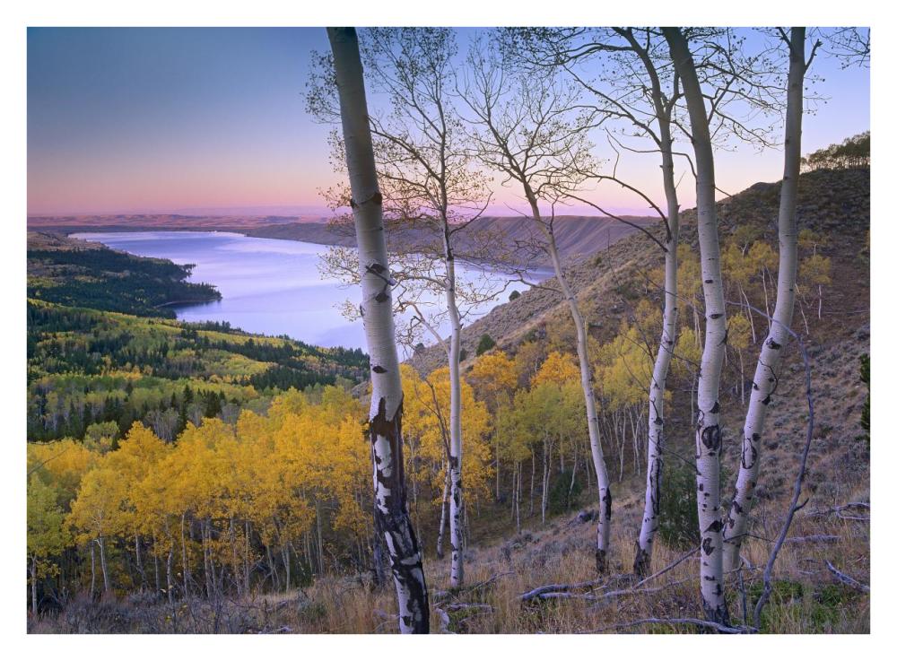 Aspen Forest Overlooking Fremont Lake, Bridger-Teton National Forest, Wyoming-Paper Art-34X26