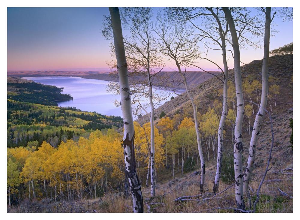 Aspen Forest Overlooking Fremont Lake, Bridger-Teton National Forest, Wyoming-Paper Art-42X32
