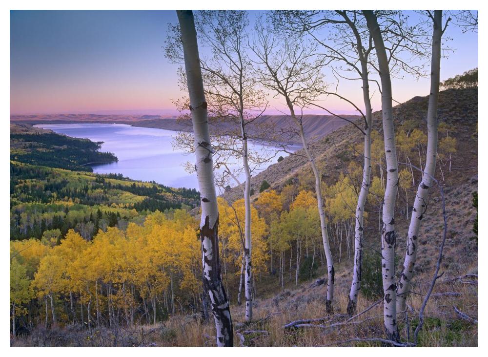 Aspen Forest Overlooking Fremont Lake, Bridger-Teton National Forest, Wyoming-Paper Art-50X38