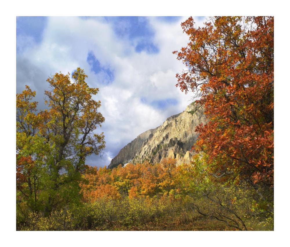 Trees And Shrubs In Autumn, Marcellina Mountain, Raggeds Wilderness, Colorado-Paper Art-18X15.28