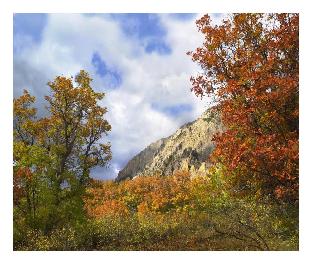 Trees And Shrubs In Autumn, Marcellina Mountain, Raggeds Wilderness, Colorado-Paper Art-24X20.26