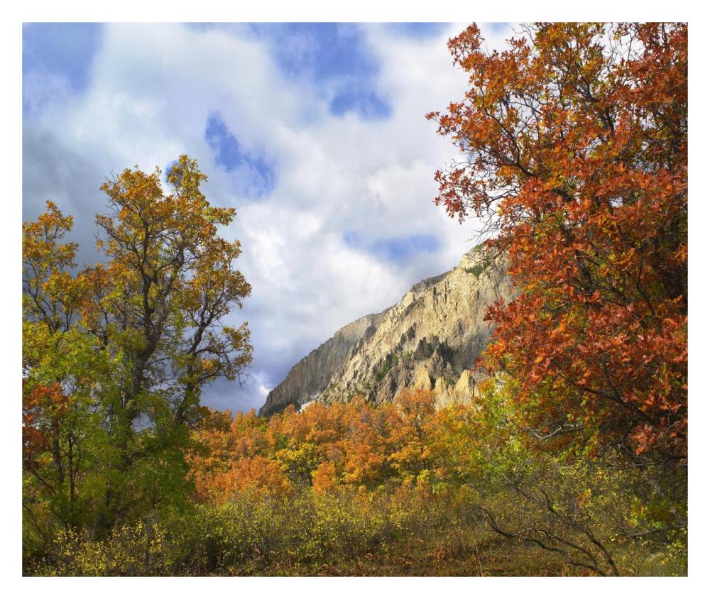 Trees And Shrubs In Autumn, Marcellina Mountain, Raggeds Wilderness, Colorado-Paper Art-32X26.9