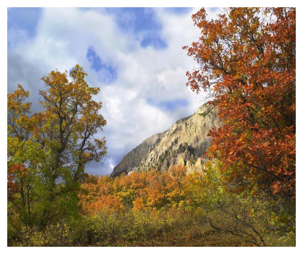 Trees And Shrubs In Autumn, Marcellina Mountain, Raggeds Wilderness, Colorado-Paper Art-42X35.2