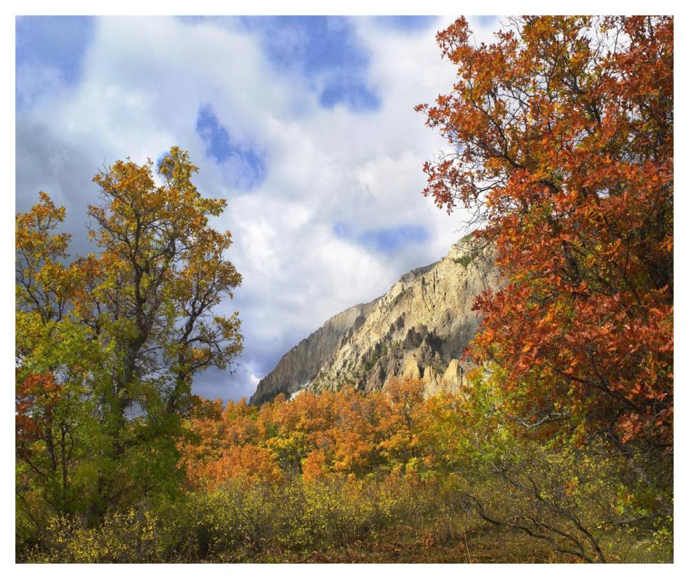 Trees And Shrubs In Autumn, Marcellina Mountain, Raggeds Wilderness, Colorado-Paper Art-46X38.52