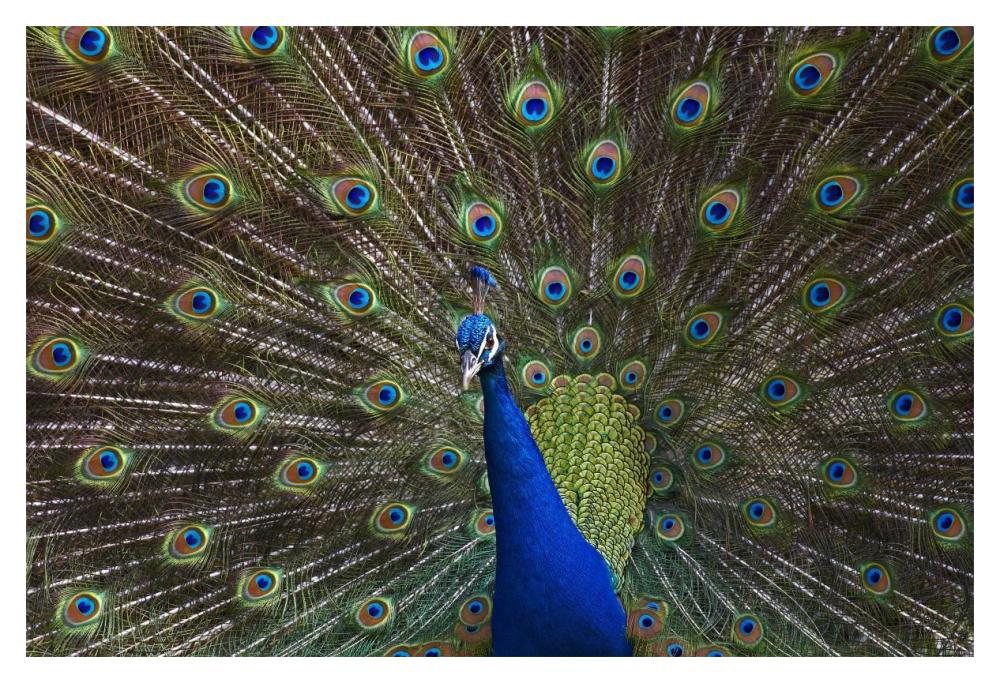 Indian Peafowl Male With Tail Fanned Out In Courtship Display, Native To Asia-Paper Art-20X14