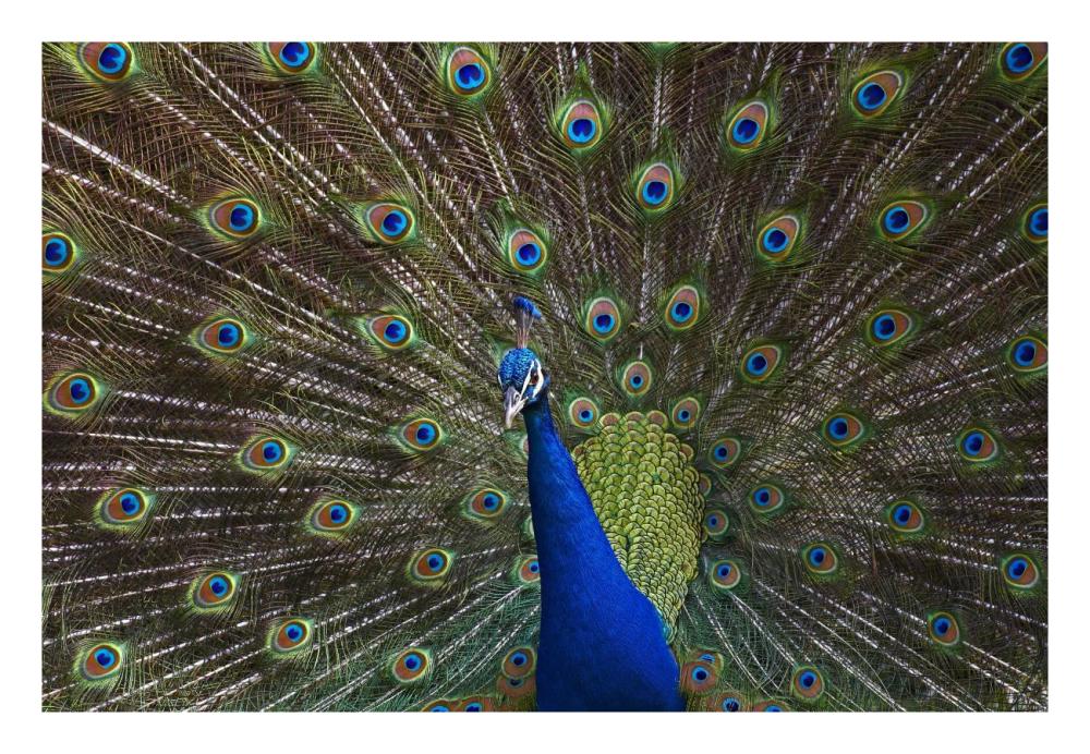 Indian Peafowl Male With Tail Fanned Out In Courtship Display, Native To Asia-Paper Art-26X18