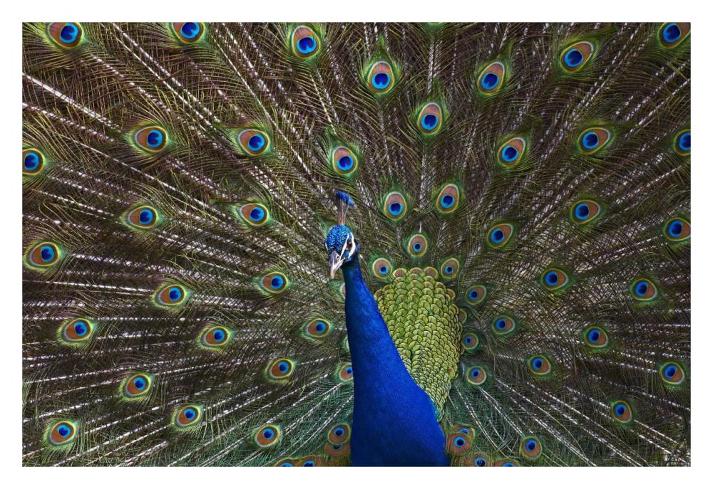 Indian Peafowl Male With Tail Fanned Out In Courtship Display, Native To Asia-Paper Art-32X22