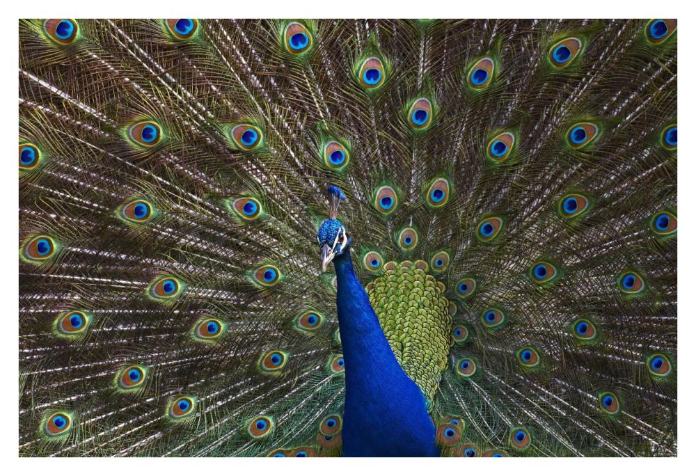 Indian Peafowl Male With Tail Fanned Out In Courtship Display, Native To Asia-Paper Art-38X26