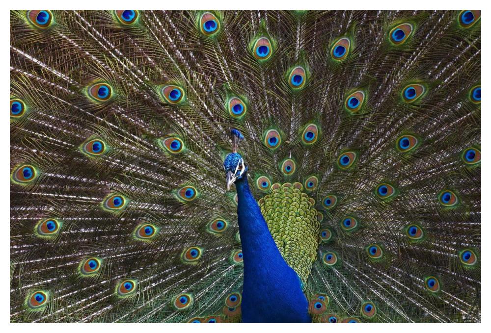Indian Peafowl Male With Tail Fanned Out In Courtship Display, Native To Asia-Paper Art-50X34