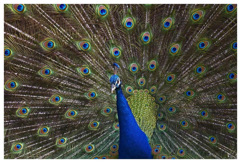 Indian Peafowl Male With Tail Fanned Out In Courtship Display, Native To Asia-Paper Art-62X42