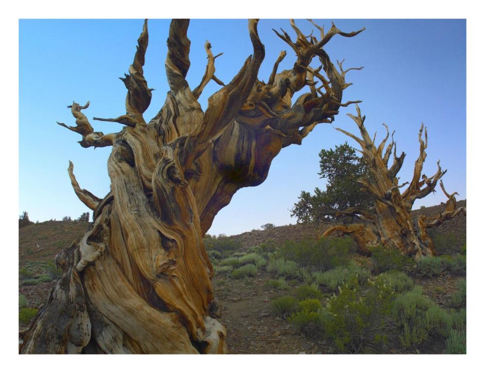 Foxtail Pine Tree, Ancient Trees, Schulman Grove, White Mountains, California-Paper Art-26X20