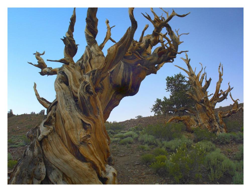 Foxtail Pine Tree, Ancient Trees, Schulman Grove, White Mountains, California-Paper Art-34X26