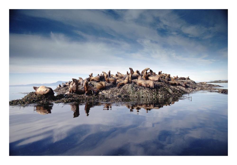 Steller'S Sea Lion Group Hauled Out On Coastal Rocks, Brothers Island, Alaska-Paper Art-26X18