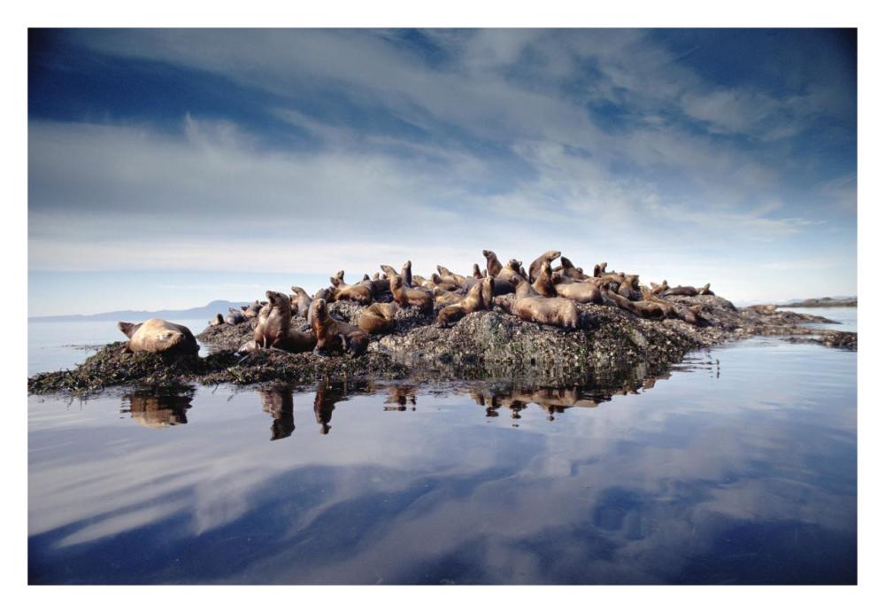Steller'S Sea Lion Group Hauled Out On Coastal Rocks, Brothers Island, Alaska-Paper Art-32X22