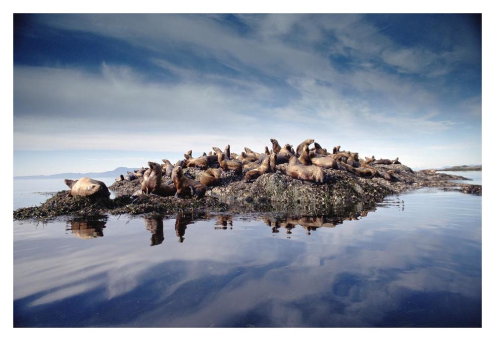 Steller'S Sea Lion Group Hauled Out On Coastal Rocks, Brothers Island, Alaska-Paper Art-38X26
