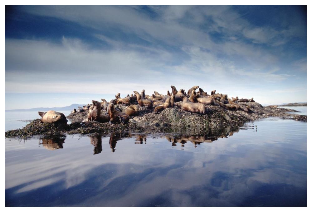 Steller'S Sea Lion Group Hauled Out On Coastal Rocks, Brothers Island, Alaska-Paper Art-62X42