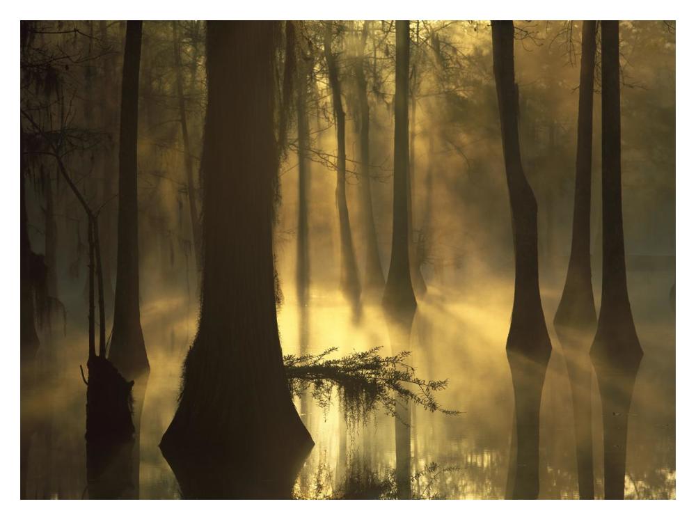 Bald Cypress Grove In Freshwater Swamp At Dawn, Lake Fausse Pointe, Louisiana-Paper Art-18X14