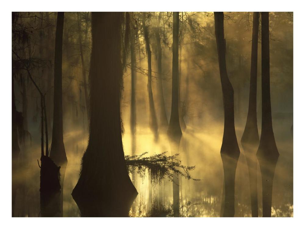 Bald Cypress Grove In Freshwater Swamp At Dawn, Lake Fausse Pointe, Louisiana-Paper Art-26X20