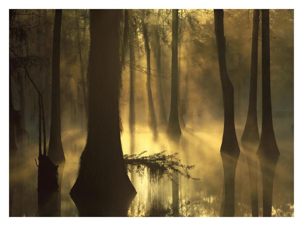 Bald Cypress Grove In Freshwater Swamp At Dawn, Lake Fausse Pointe, Louisiana-Paper Art-34X26