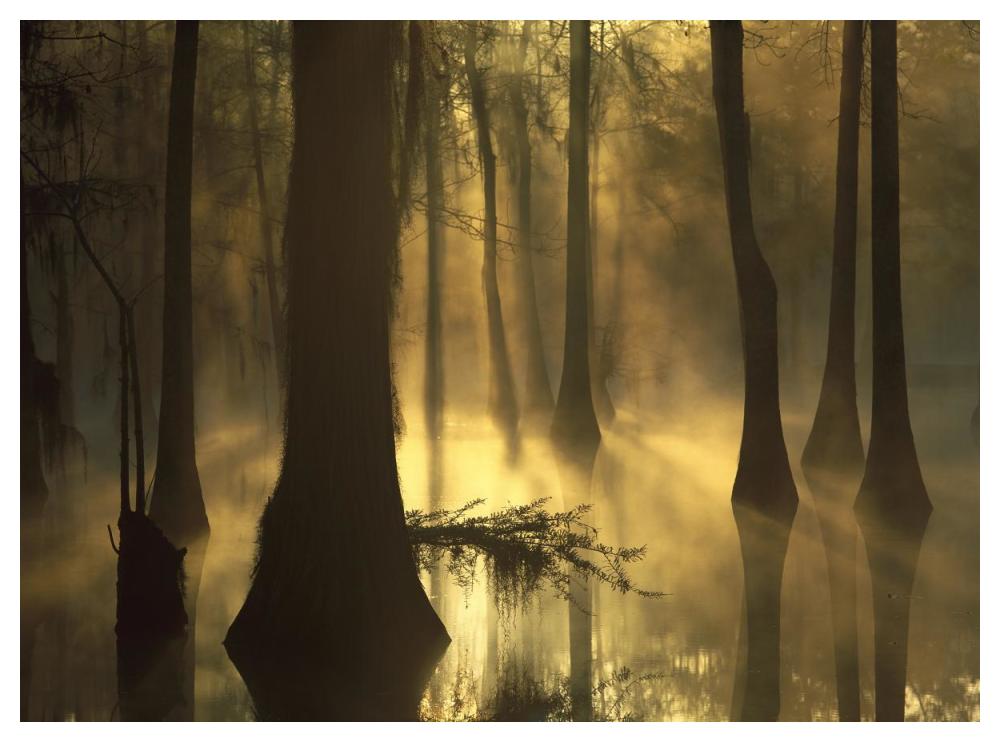 Bald Cypress Grove In Freshwater Swamp At Dawn, Lake Fausse Pointe, Louisiana-Paper Art-50X38