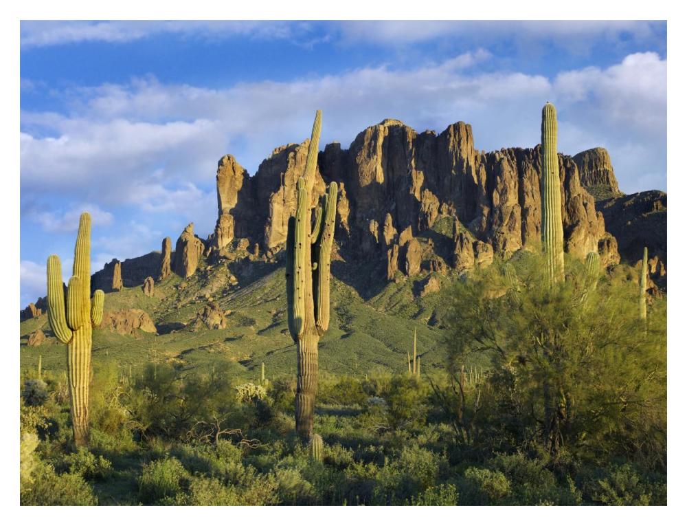 Saguaro Cacti And Superstition Mountains At Lost Dutchman State Park, Arizona-Paper Art-18X14