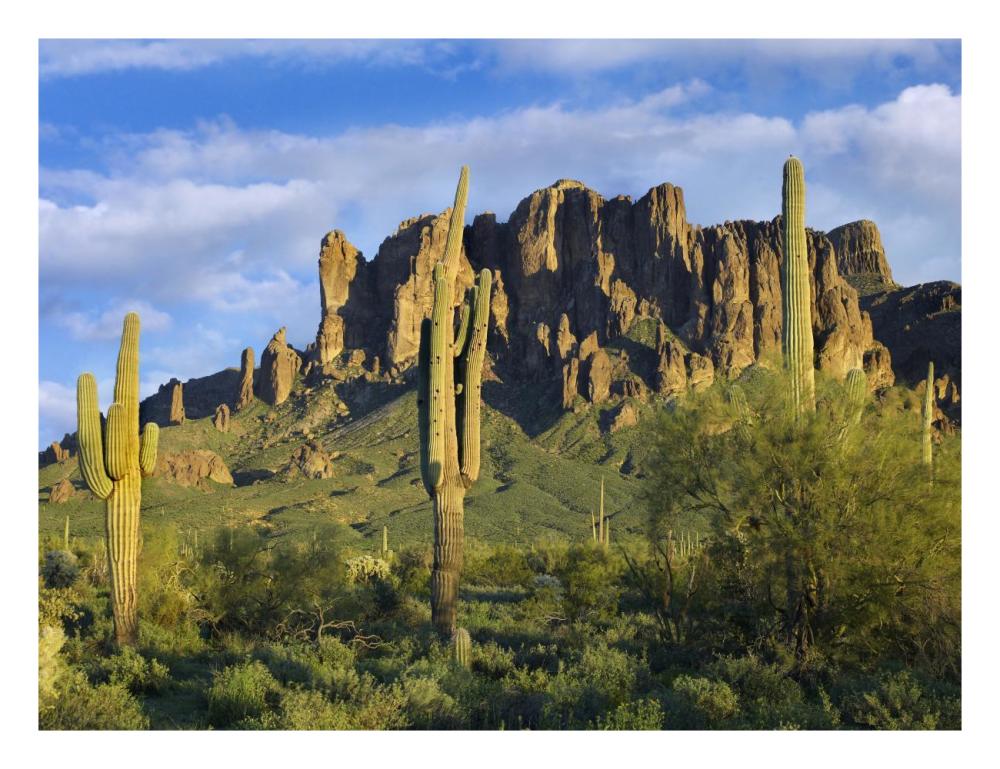 Saguaro Cacti And Superstition Mountains At Lost Dutchman State Park, Arizona-Paper Art-26X20
