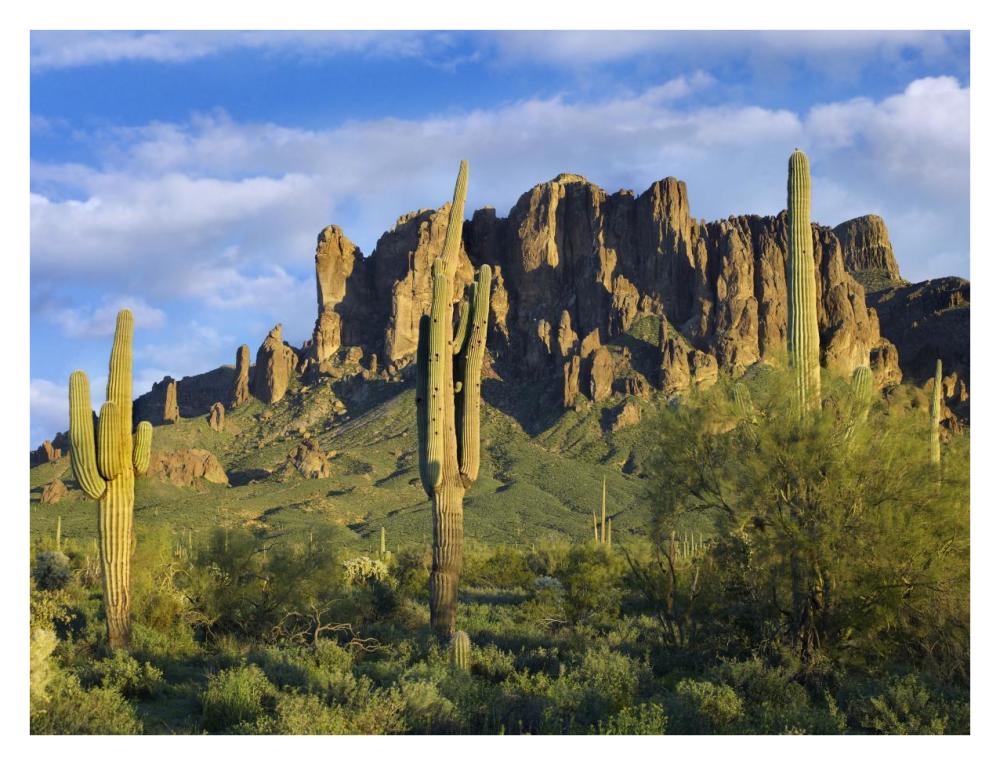 Saguaro Cacti And Superstition Mountains At Lost Dutchman State Park, Arizona-Paper Art-34X26
