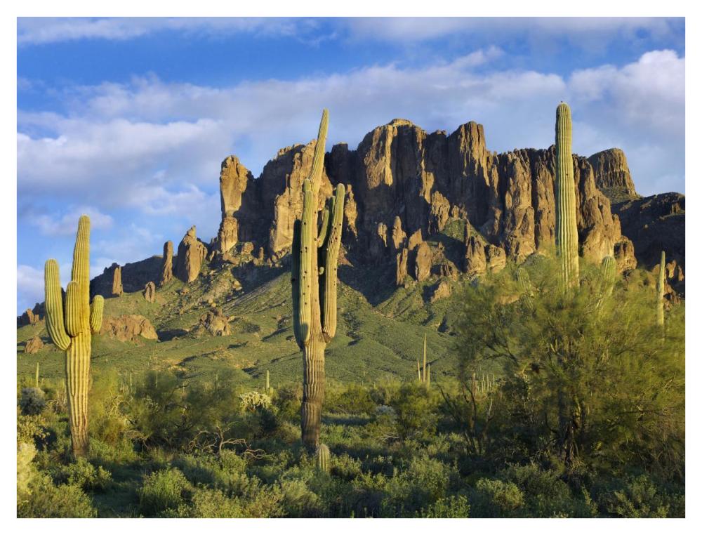 Saguaro Cacti And Superstition Mountains At Lost Dutchman State Park, Arizona-Paper Art-42X32