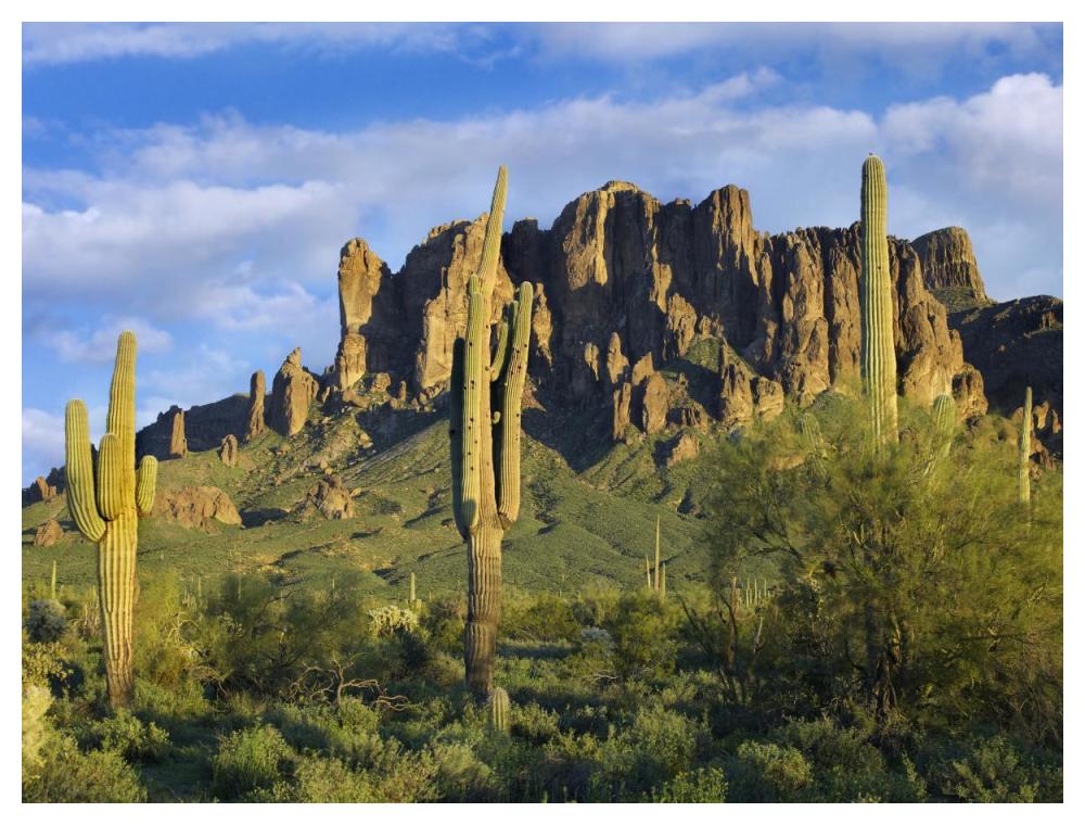 Saguaro Cacti And Superstition Mountains At Lost Dutchman State Park, Arizona-Paper Art-50X38