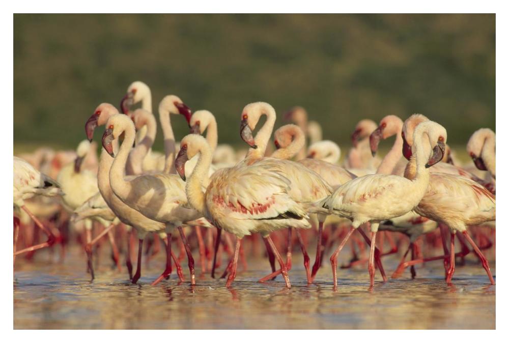 Lesser Flamingo Group Parading In A Mass Courtship Dance, Lake Bogoria, Kenya-Paper Art-20X14
