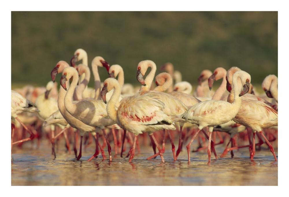 Lesser Flamingo Group Parading In A Mass Courtship Dance, Lake Bogoria, Kenya-Paper Art-26X18