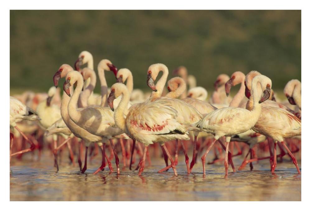 Lesser Flamingo Group Parading In A Mass Courtship Dance, Lake Bogoria, Kenya-Paper Art-32X22