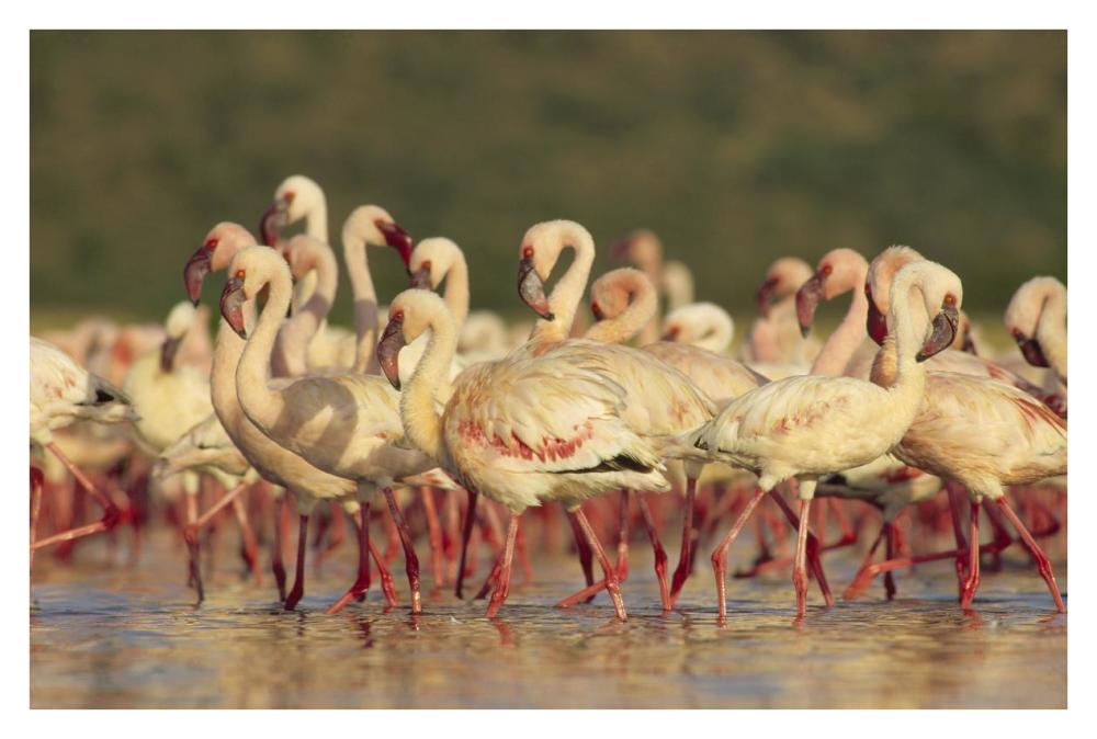 Lesser Flamingo Group Parading In A Mass Courtship Dance, Lake Bogoria, Kenya-Paper Art-38X26