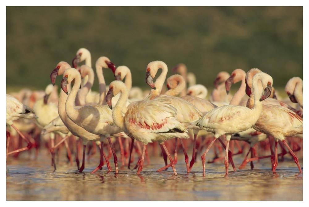Lesser Flamingo Group Parading In A Mass Courtship Dance, Lake Bogoria, Kenya-Paper Art-50X34