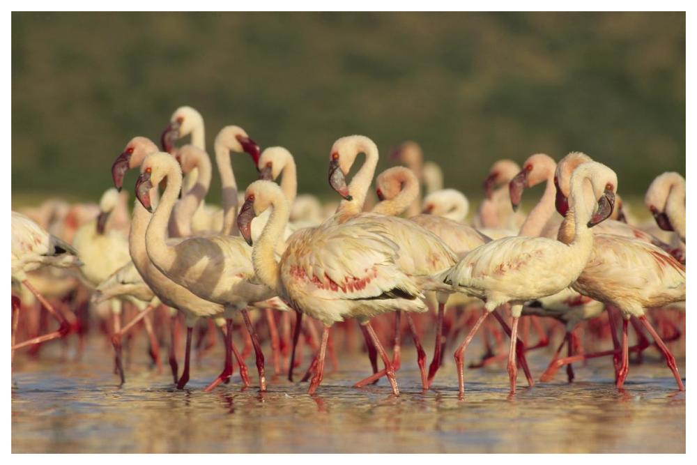 Lesser Flamingo Group Parading In A Mass Courtship Dance, Lake Bogoria, Kenya-Paper Art-62X42