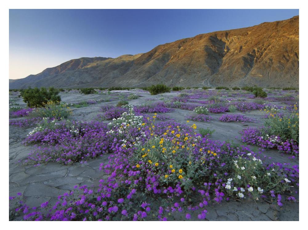 Sand Verbena And Desert Sunflowers Anza-Borrego Desert State Park, California-Paper Art-18X14