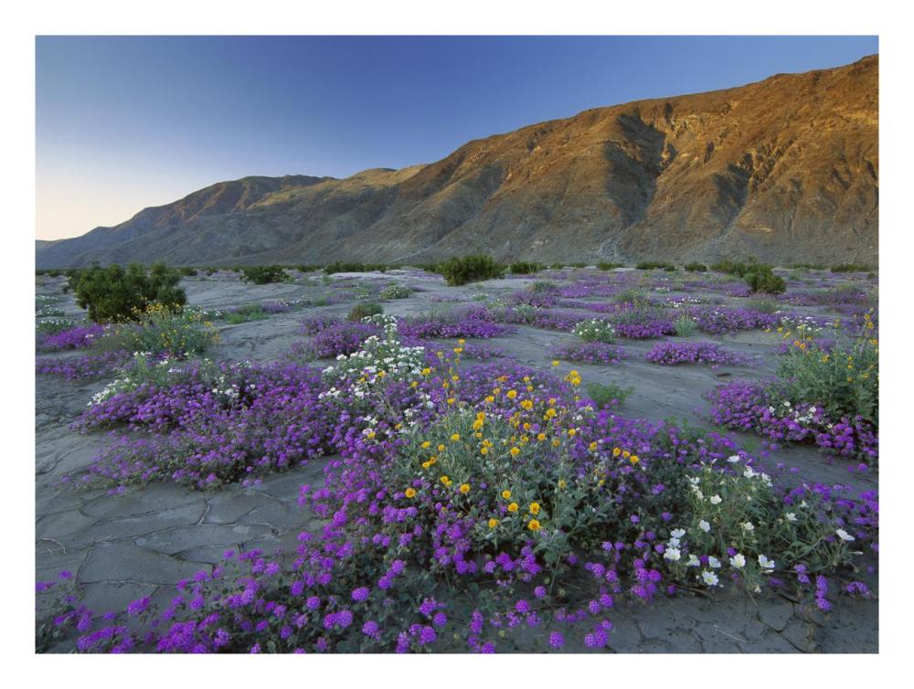 Sand Verbena And Desert Sunflowers Anza-Borrego Desert State Park, California-Paper Art-26X20