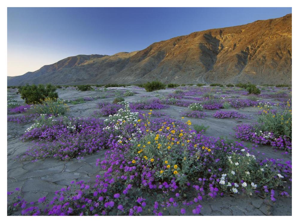 Sand Verbena And Desert Sunflowers Anza-Borrego Desert State Park, California-Paper Art-42X32