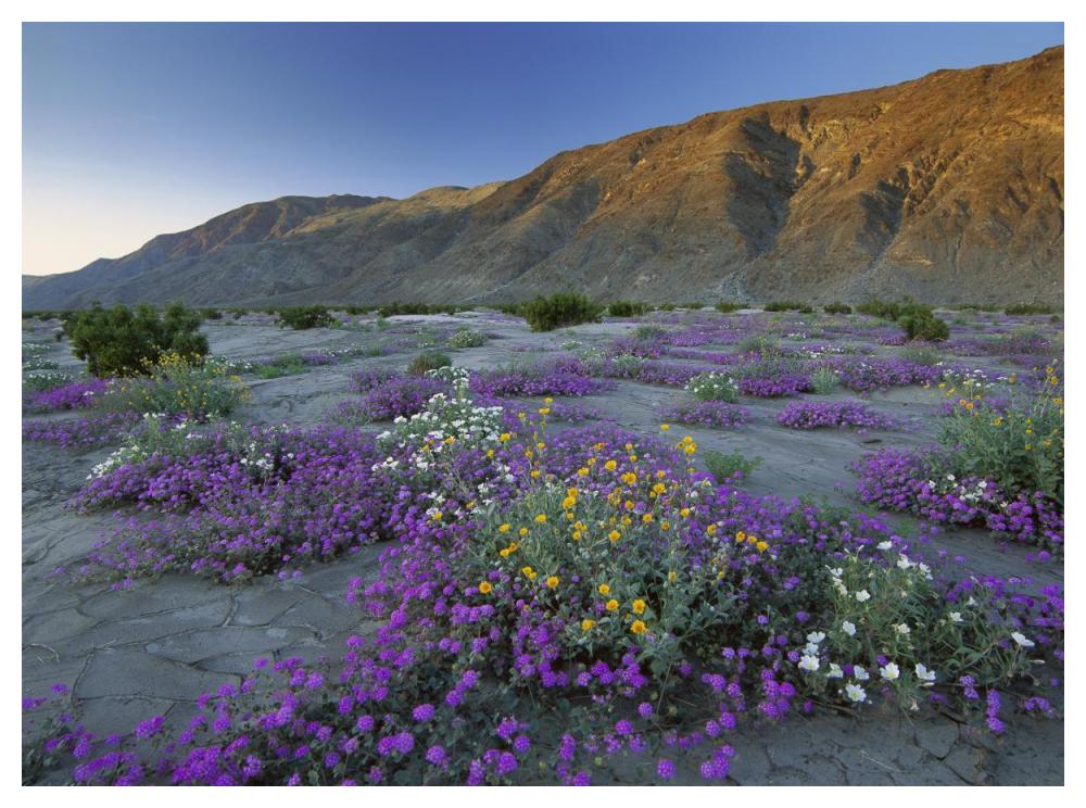 Sand Verbena And Desert Sunflowers Anza-Borrego Desert State Park, California-Paper Art-50X38