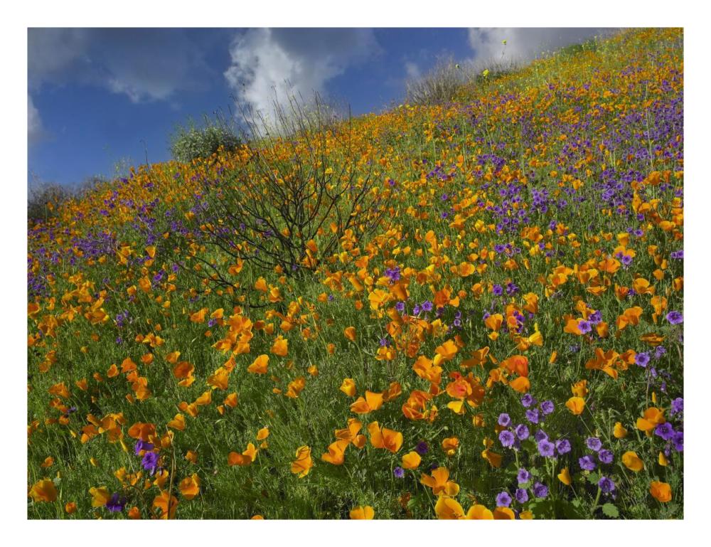 California Poppy And Desert Bluebells Carpeting A Spring Hillside, California-Paper Art-26X20