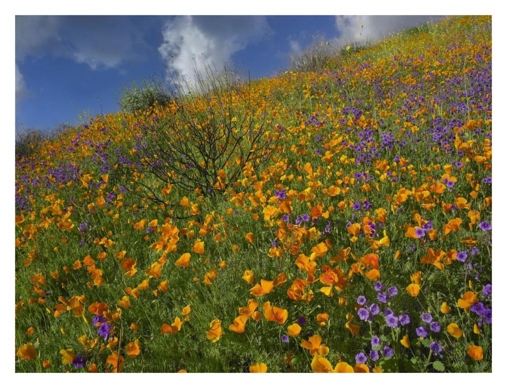 California Poppy And Desert Bluebells Carpeting A Spring Hillside, California-Paper Art-34X26